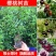 【带土带叶】巴西樱桃树苗车厘子大樱桃苗南北方种植庭院地栽