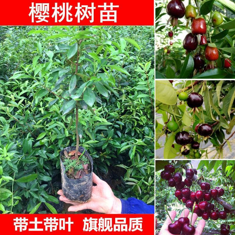 【带土带叶】巴西樱桃树苗车厘子大樱桃苗南北方种植庭院地栽