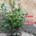 【带土带叶】巴西樱桃树苗车厘子大樱桃苗南北方种植庭院地栽