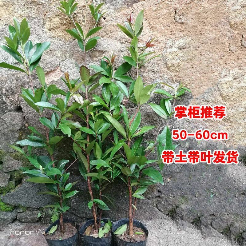 【带土带叶】巴西樱桃树苗车厘子大樱桃苗南北方种植庭院地栽