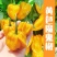 海南黄灯笼辣椒种子超辣魔鬼椒种孑春秋四季室内阳台盆栽蔬菜