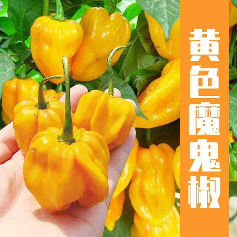 海南黄灯笼辣椒种子超辣魔鬼椒种孑春秋四季室内阳台盆栽蔬菜