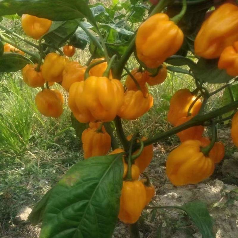 海南黄灯笼辣椒种子超辣魔鬼椒种孑春秋四季室内阳台盆栽蔬菜