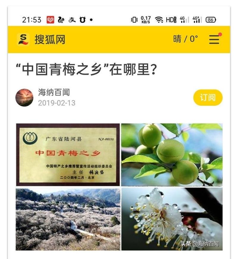 陆河青梅果园直发