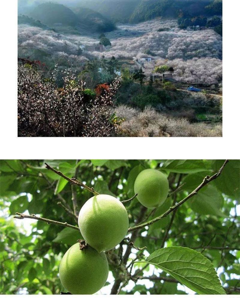 陆河青梅果园直发