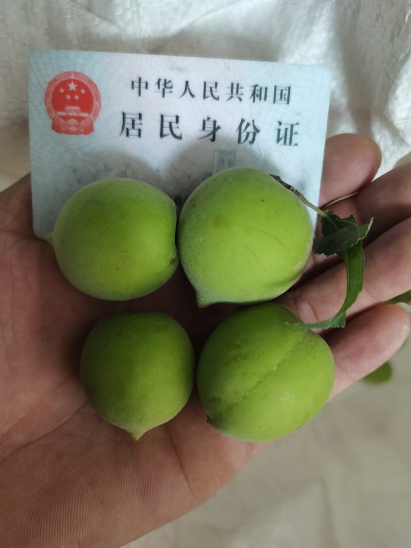 陆河青梅果园直发