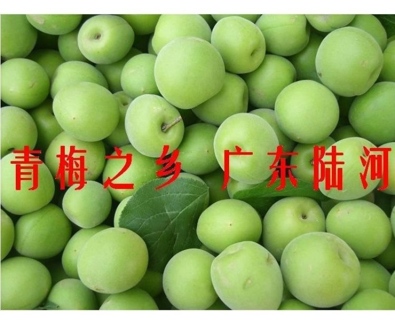 陆河青梅果园直发