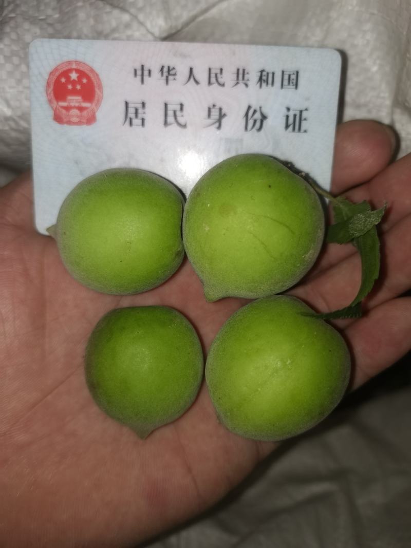 陆河青梅果园直发