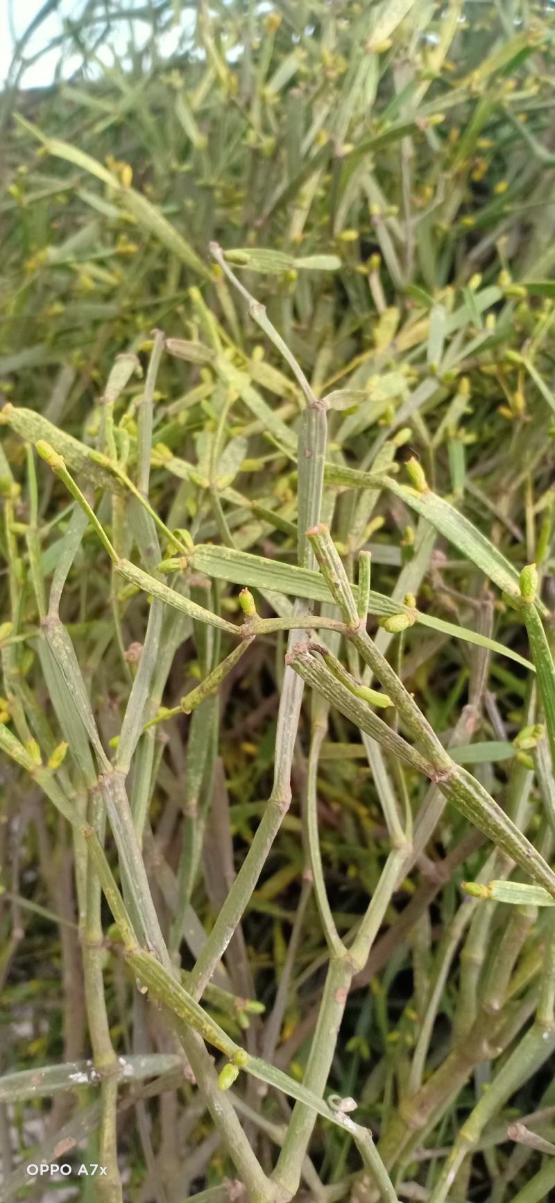中草药