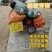 陆河青梅果园直发