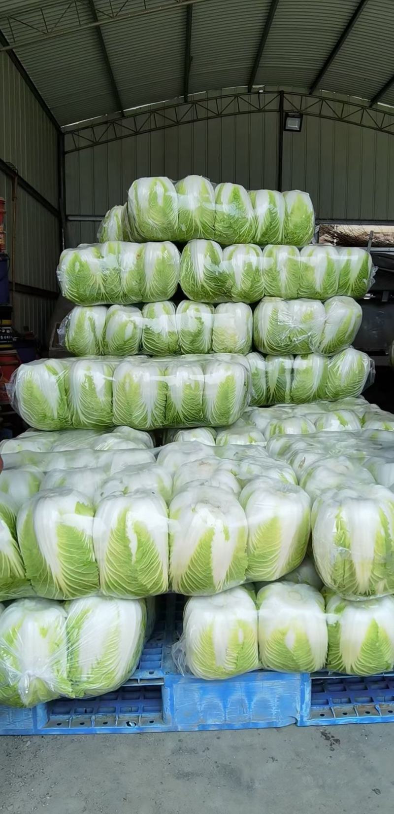白菜产地直供可对接各大商超市场加工厂