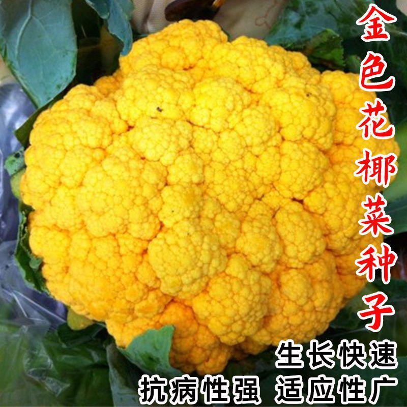 金色花菜种子黄色花椰菜菜花种籽稀有特色金黄色蔬菜