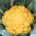 金色花菜种子黄色花椰菜菜花种籽稀有特色金黄色蔬菜