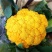 金色花菜种子黄色花椰菜菜花种籽稀有特色金黄色蔬菜