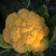 金色花菜种子黄色花椰菜菜花种籽稀有特色金黄色蔬菜
