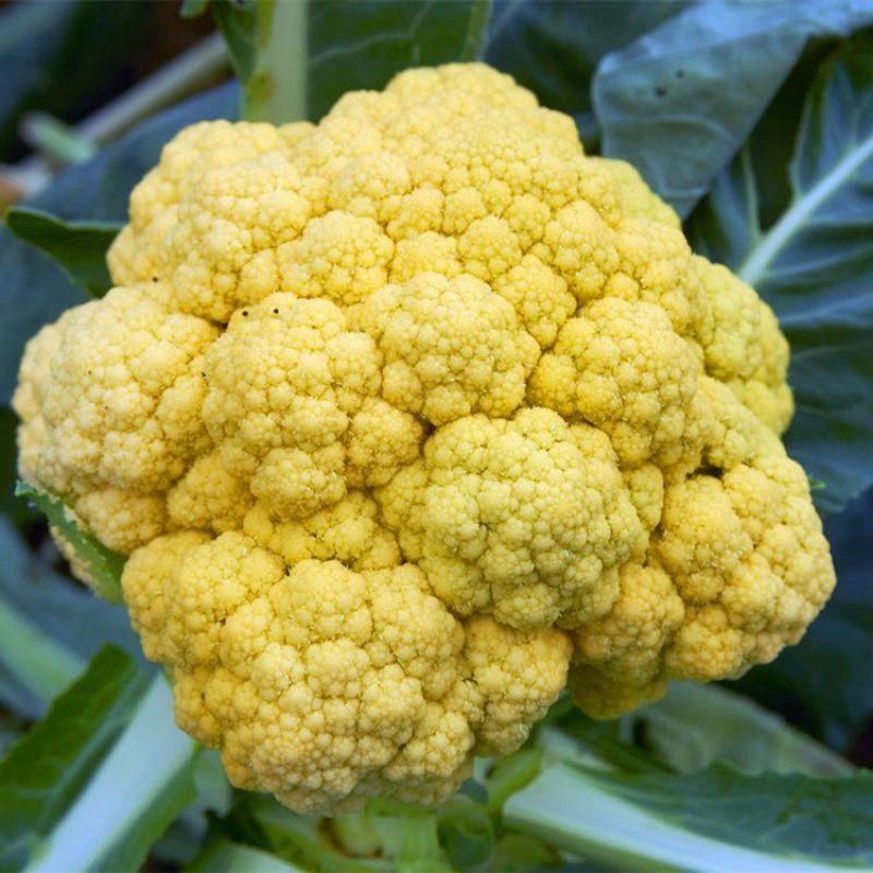 金色花菜种子黄色花椰菜菜花种籽稀有特色金黄色蔬菜