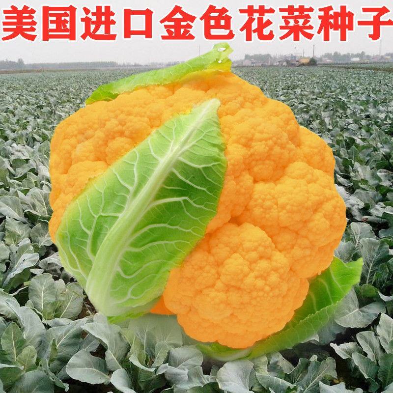 金色花菜种子黄色花椰菜菜花种籽稀有特色金黄色蔬菜