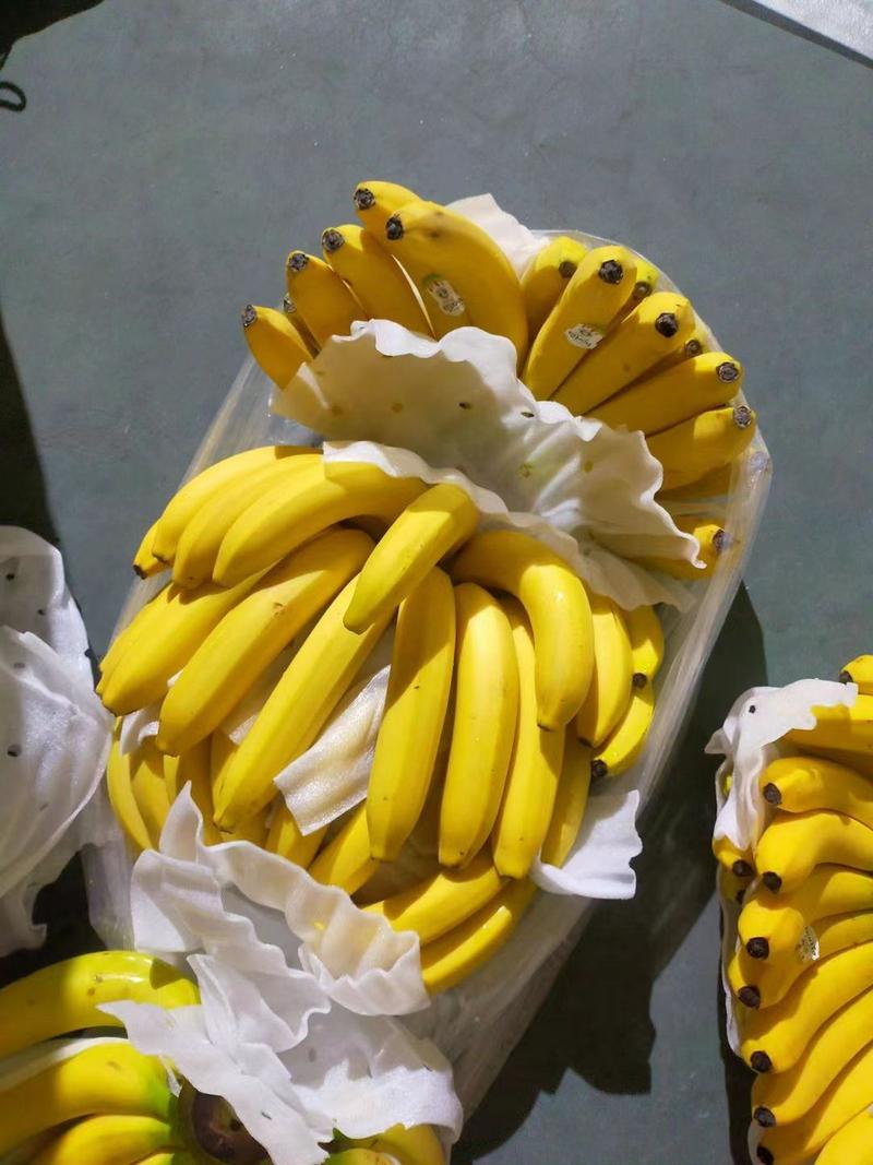 进口菲律宾香蕉大量现货全国各地发货上海供货欢迎下单