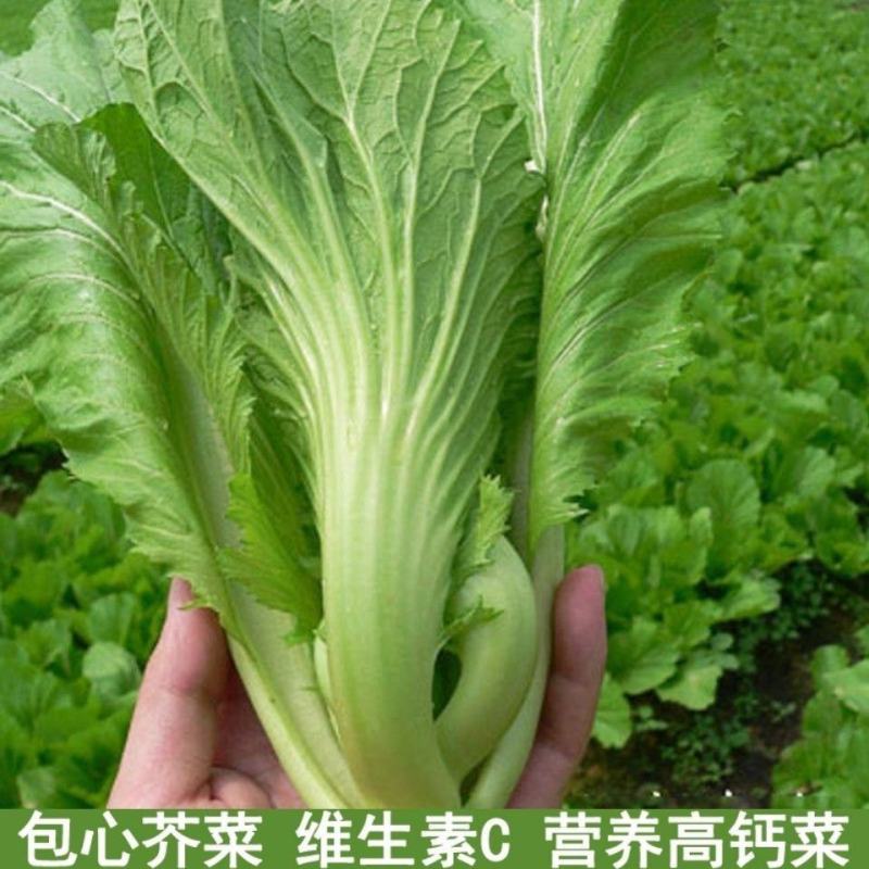 宽叶厚肉高脚芥菜本地大菜四季菜种青菜腌制酸菜泡菜阳台蔬菜