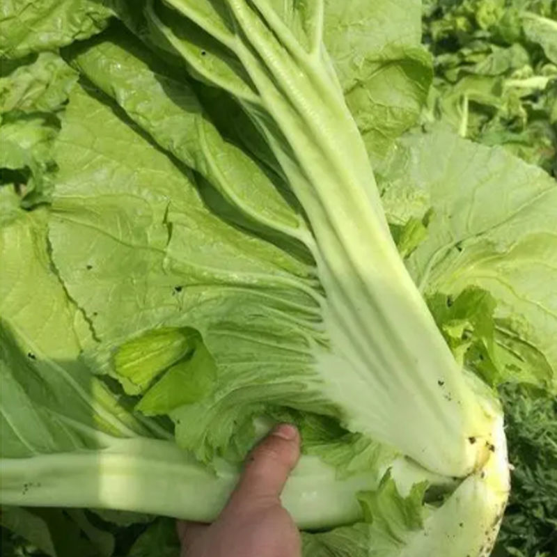 宽叶厚肉高脚芥菜本地大菜四季菜种青菜腌制酸菜泡菜阳台蔬菜