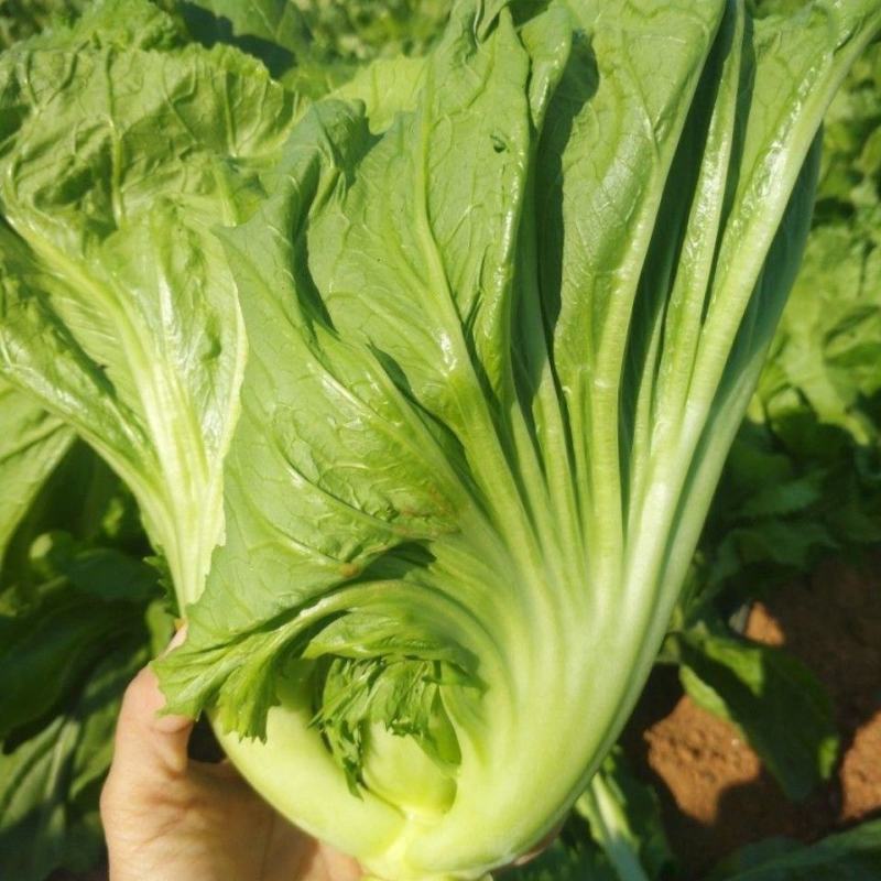 宽叶厚肉高脚芥菜本地大菜四季菜种青菜腌制酸菜泡菜阳台蔬菜