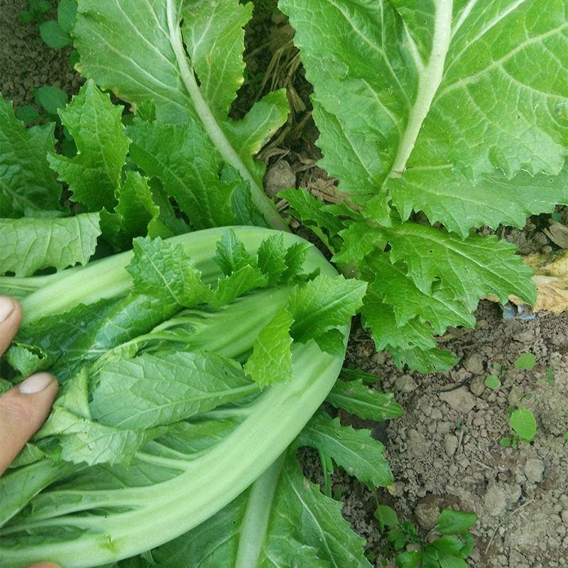 宽叶厚肉高脚芥菜本地大菜四季菜种青菜腌制酸菜泡菜阳台蔬菜