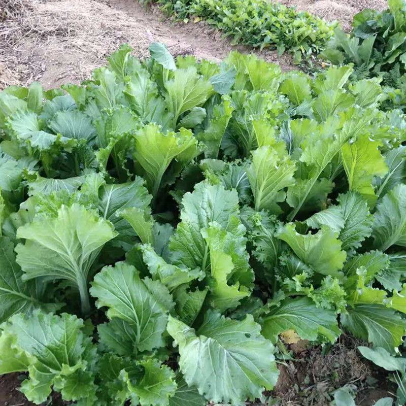 宽叶厚肉高脚芥菜本地大菜四季菜种青菜腌制酸菜泡菜阳台蔬菜