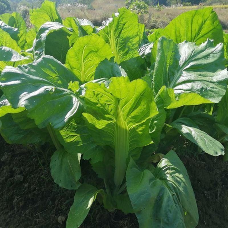 宽叶厚肉高脚芥菜本地大菜四季菜种青菜腌制酸菜泡菜阳台蔬菜