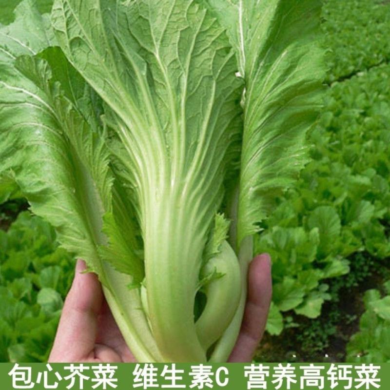 宽叶厚肉高脚芥菜本地大菜四季菜种青菜腌制酸菜泡菜阳台蔬菜