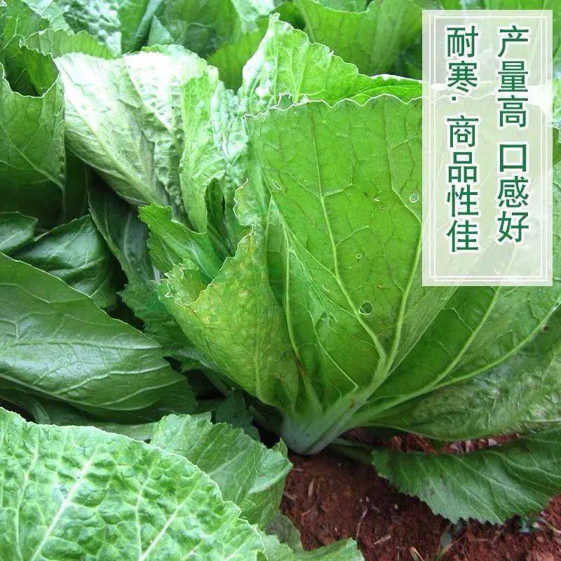 宽叶厚肉高脚芥菜本地大菜四季菜种青菜腌制酸菜泡菜阳台蔬菜