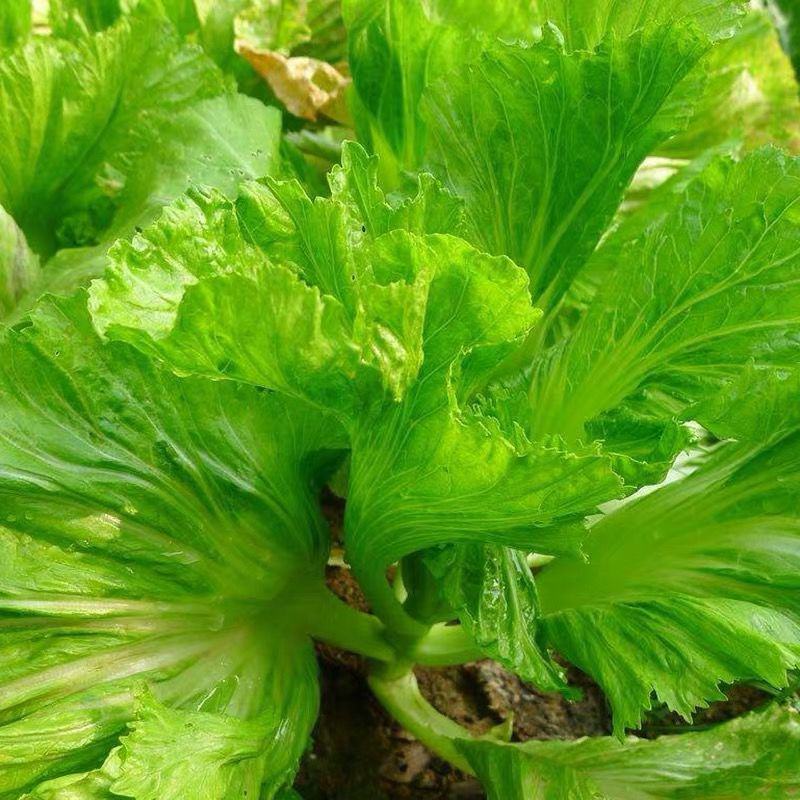 宽叶厚肉高脚芥菜本地大菜四季菜种青菜腌制酸菜泡菜阳台蔬菜