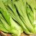 宽叶厚肉高脚芥菜本地大菜四季菜种青菜腌制酸菜泡菜阳台蔬菜