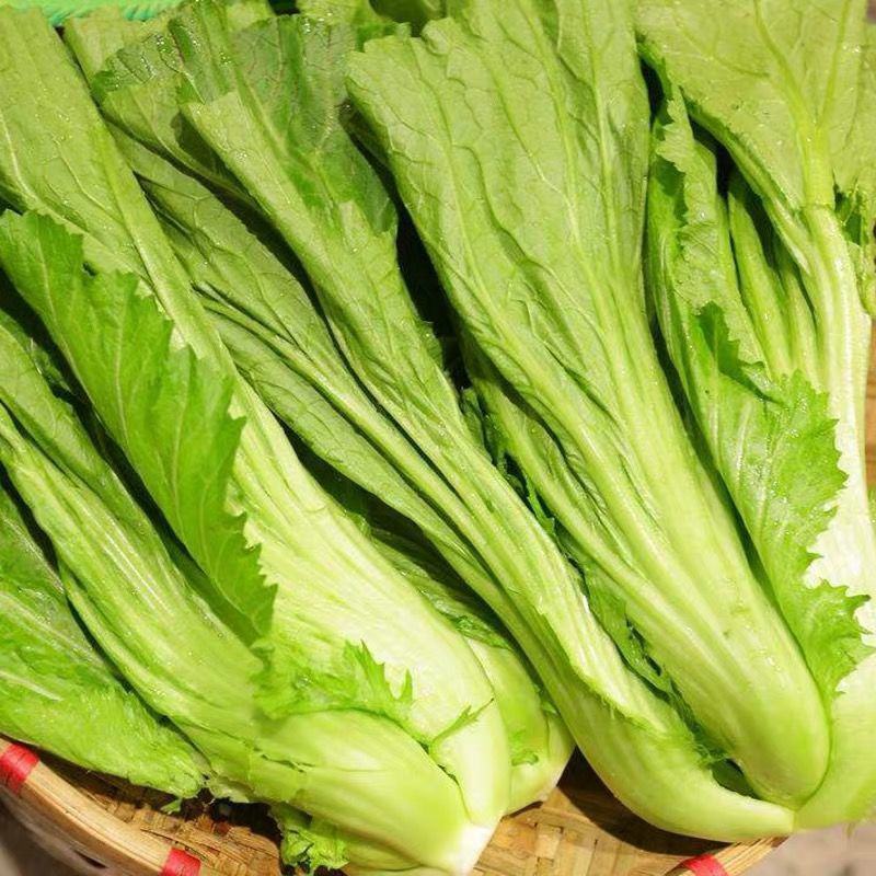 宽叶厚肉高脚芥菜本地大菜四季菜种青菜腌制酸菜泡菜阳台蔬菜