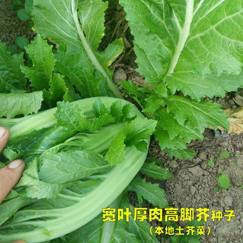 宽叶厚肉高脚芥菜本地大菜四季菜种青菜腌制酸菜泡菜阳台蔬菜