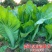 宽叶厚肉高脚芥菜本地大菜四季菜种青菜腌制酸菜泡菜阳台蔬菜