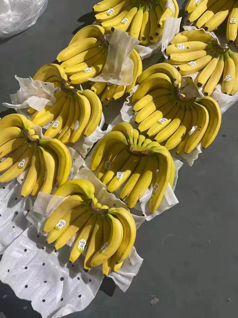 佳农菲律宾香蕉大量现货一手货源批发品质保证量大优惠