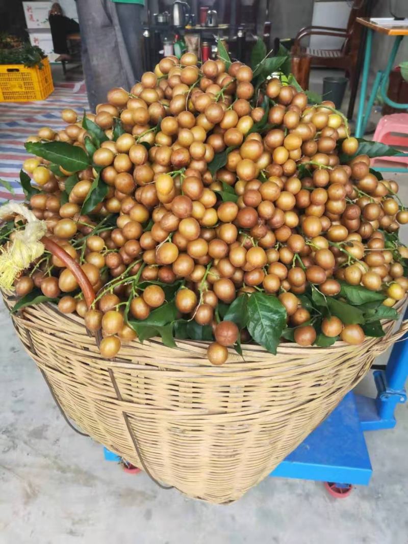黄皮苗黑黄皮苗;黑金刚黄皮苗鸡心黄皮苗;苗木粗壮品质纯正