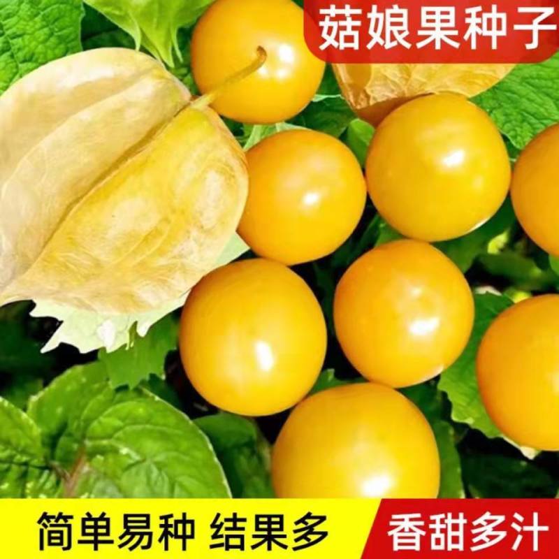 东北姑娘果种子大黄灯笼果洋菇凉果籽姑凉水果种子庭院盆栽孑