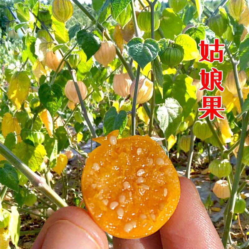 东北姑娘果种子大黄灯笼果洋菇凉果籽姑凉水果种子庭院盆栽孑