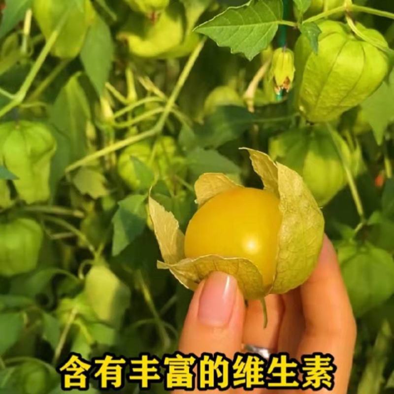 东北姑娘果种子大黄灯笼果洋菇凉果籽姑凉水果种子庭院盆栽孑