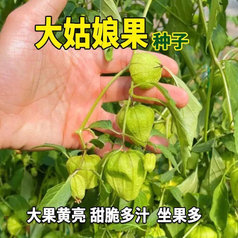 东北姑娘果种子大黄灯笼果洋菇凉果籽姑凉水果种子庭院盆栽孑