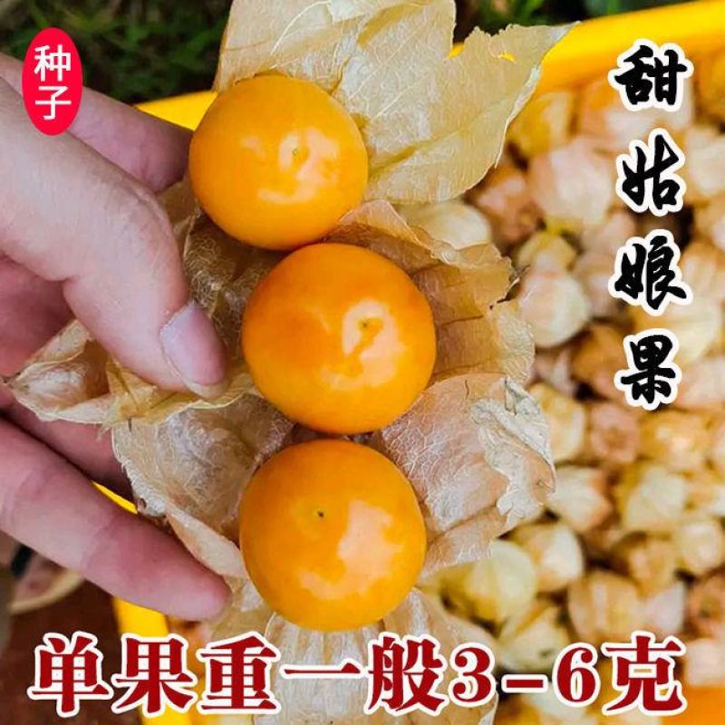 东北姑娘果种子大黄灯笼果洋菇凉果籽姑凉水果种子庭院盆栽孑