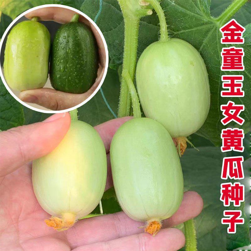 迷你小黄瓜种子金童玉女水果黄瓜种籽春夏季四季阳台盆栽蔬菜