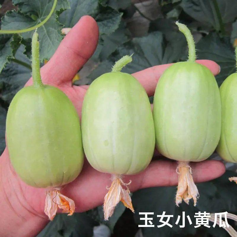 迷你小黄瓜种子金童玉女水果黄瓜种籽春夏季四季阳台盆栽蔬菜