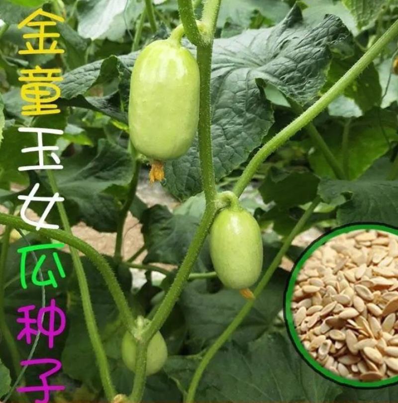 迷你小黄瓜种子金童玉女水果黄瓜种籽春夏季四季阳台盆栽蔬菜