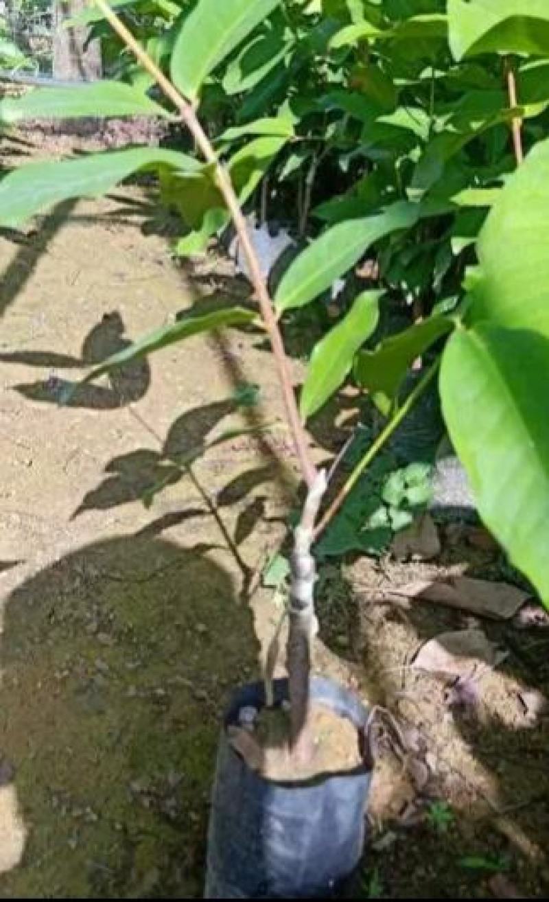 黑糖芭比莲雾苗大叶红连需苗黑金刚莲雾苗祼根杯苗打泥球都有