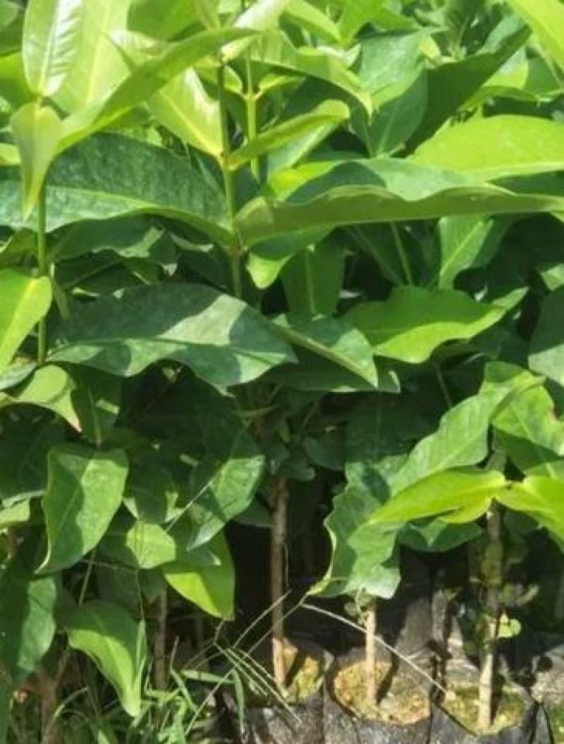 黑糖芭比莲雾苗大叶红连需苗黑金刚莲雾苗祼根杯苗打泥球都有