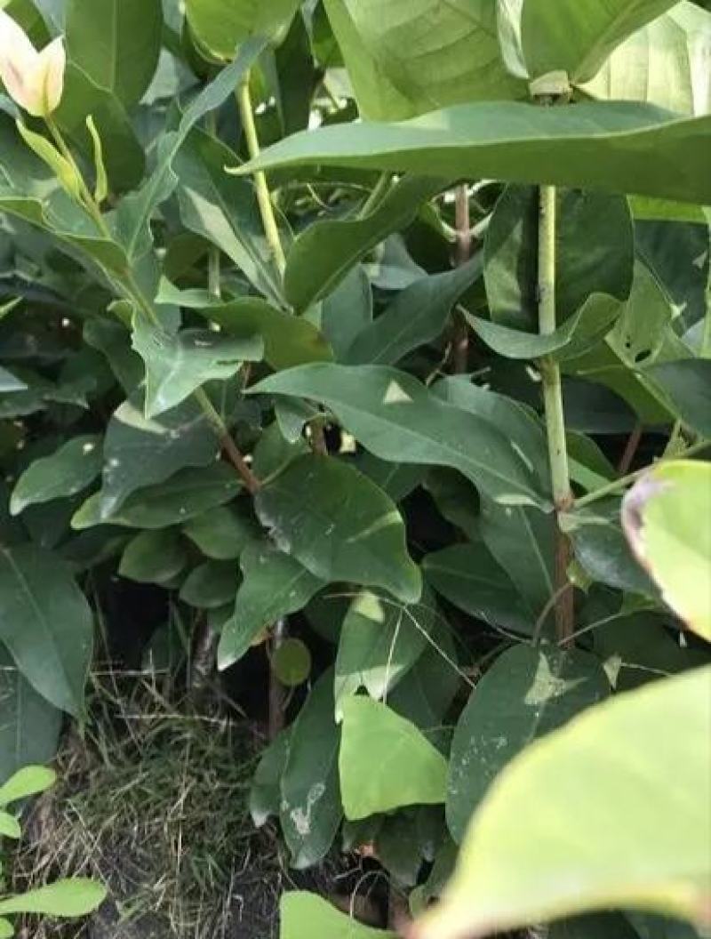 黑糖芭比莲雾苗大叶红连需苗黑金刚莲雾苗祼根杯苗打泥球都有
