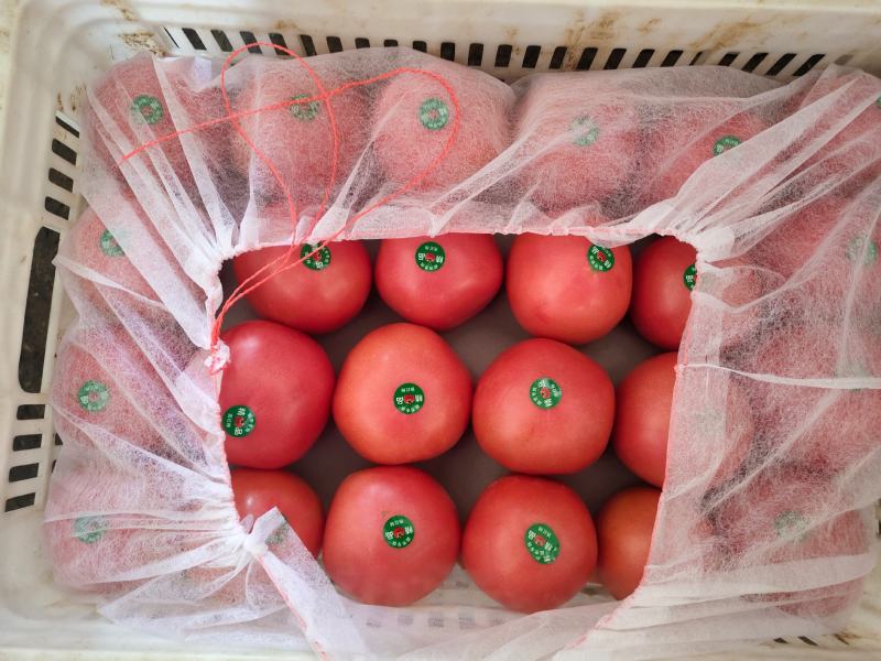山东西红柿，精品硬粉西红柿，大量上市，货源充足，价格便宜