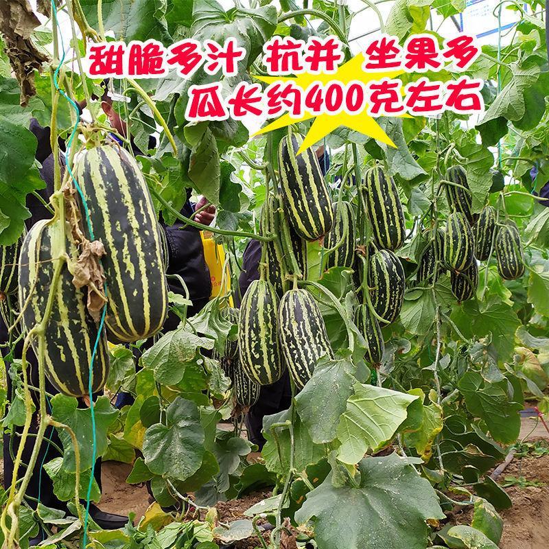 甜掉牙甜瓜种子薄皮超甜花皮香瓜种籽四季水果种孑冰糖子春夏